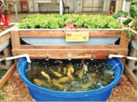 မြို့ပြ