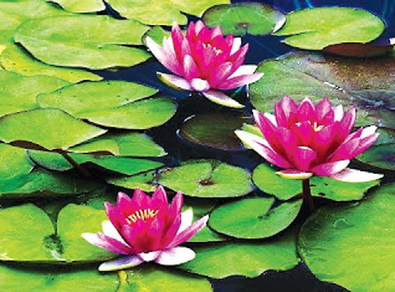 သီတင်းကျွတ် 2