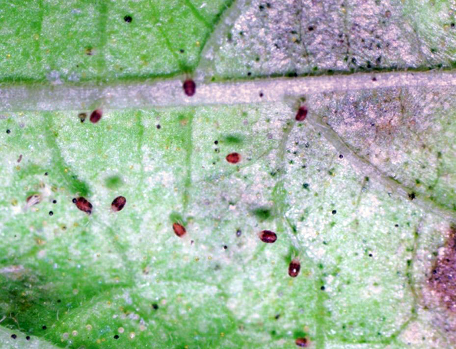 117532726_2651372711769887_6614221162552670429_n