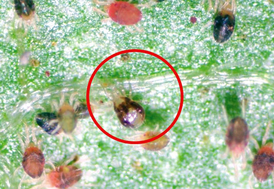 117844560_2651372738436551_7806051511173911361_n