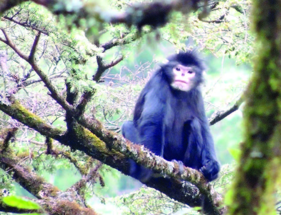 New protected area raises hopes for critically endangered monkey